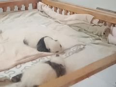 景点-成都大熊猫繁育研究基地