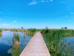 -盐城丹顶鹤湿地生态旅游区