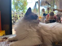 -平行世界·猫咖(首经贸店)