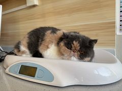 -瑞派宠物医院·犬猫全科·猫友好(宾水西道店)