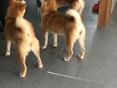 -柴源莊·柴小宠柴犬咖啡
