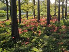 -黄海国家森林公园