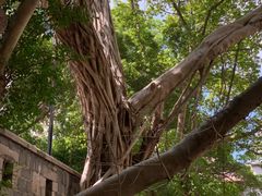 -香港佐治五世纪念公园