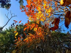 -北京鹫峰国家森林公园