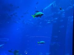 -亚特兰蒂斯•OSSIANO奥西亚诺海底餐厅