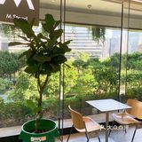 M Stand 3.0☕️天河CBD白领翻牌率超高的咖啡店