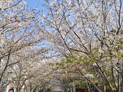 -高东镇樱花园