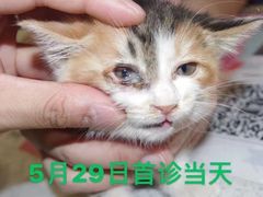 -萌兽医馆·犬猫专科·眼科中心·宠物医院(朝阳门分院)