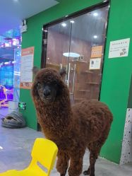-神奇动物撸宠馆·羊驼·小浣熊·异宠(豫园店)