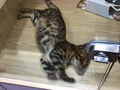 -屋虎猫馆(宝安大仟里店)