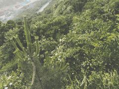 -枸杞岛