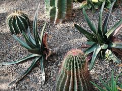 -北京植物园-展览温室