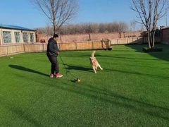 -北京京卫宠物寄养训练中心