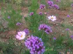 点击看大图 -PIONEER·韩式