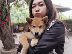 -柴犬高等学院·狗咖·柴犬售卖·宠物训练