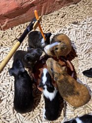 -Zoolung Zoolung动物主题公园(海信广场店)