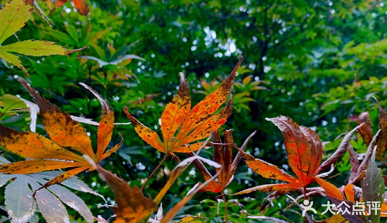 天平山虽然海拔只有200多米,在中国的诸多名山中算不