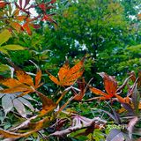 天平山虽然海拔只有200多米,在中国的诸多名山中算不