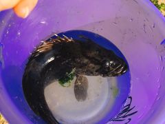 -北海金海湾红树林生态旅游区