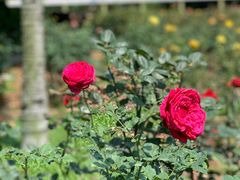 -人民公园(罗湖区)