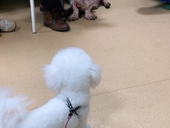 -瑞派·关忠动物医院·猫专科·犬专科(三环新城店)
