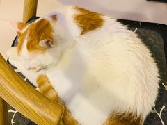 -平行世界·猫咖(首经贸店)