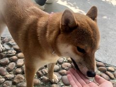 -柴犬高等学院·狗咖·柴犬售卖·宠物训练