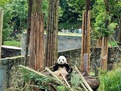 -都江堰中华大熊猫苑