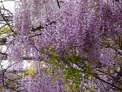 -曹州百花园