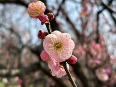 -梅花山(明孝陵内)