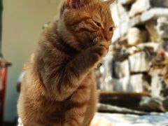 -喵屿·大理花园猫咖