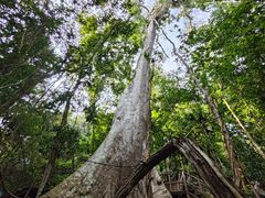 -中国科学院西双版纳热带植物园