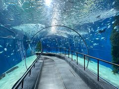 -上海海洋水族馆