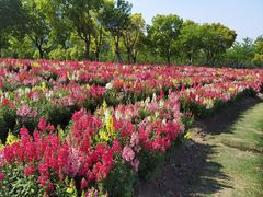 -春花秋色城市公园