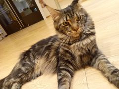 -Pets First伊珊娜洗护·精致美容·家庭式寄养(新会路店)