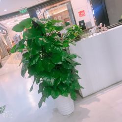 点击看大图 -崇尚GAVIN STYLE