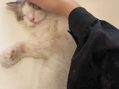 -飞行喵MR PILOT|猫舍·猫咖(静安大融城店)