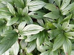 -长春公园(普阳街道)