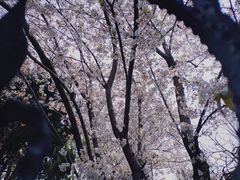 -嘉定紫藤园