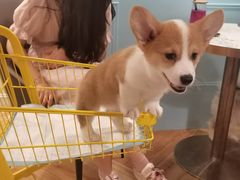 -遇见羊驼·奶狗咖·布偶猫咖·法斗柯基柴犬阿拉斯加(春熙路太古里IFS店)
