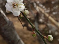 -广州市流溪河国家森林公园
