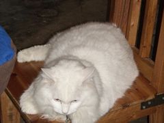 -Babycat私家御饼屋(龙头路一店)