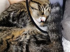 -伟伟宠物医院·CT影像中心·瑞派犬猫综合性门诊(汉口总院)