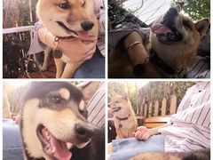 -柴犬高等学院·狗咖·柴犬售卖·宠物训练