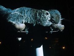 -清迈夜间动物园