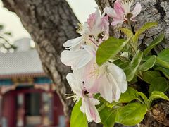 -天津大悲禅院