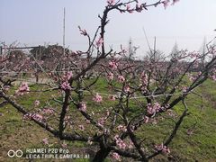 -南汇老顾农家乐采摘大团水蜜桃采摘店