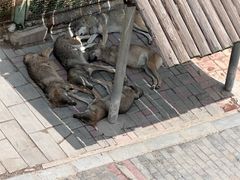 -青藏高原野生动物园