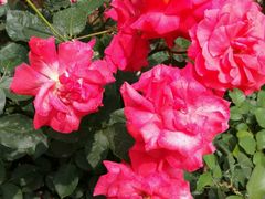 抓破美人尖-长白岛森林公园