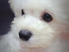 -唐小姐の猫狗洗护·购宠旗舰店(周浦万达店)